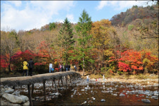 “´천년의 길´ 오대산 옛길 걸어보자”
