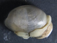 전남 순천만 갯벌 ´생태계보고´ 확인