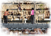 전남 강진 전통된장마을, 메주 만드느라 ´분주´