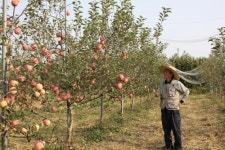 전남 장성 사과 유기농  재배 성공사례 ´화제´