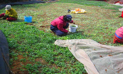 친환경 거문도에 쑥이 ´쑥쑥´