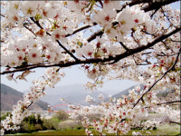 봄을 느끼는 화려한 꽃들의 유혹 봄꽃 축제