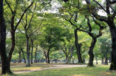 안면도수목원에 ‘세계 소나무 정원’ 조성된다