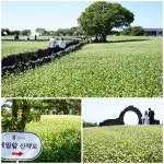 제주 최대규모 메밀꽃 축제, 2024 와흘메밀문화제 개최