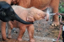 분홍 코끼리 발견, 미얀마 국민의 희망과 염원…