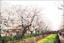 무르익는 저 눈부심…늦기 전에 향기 속으로