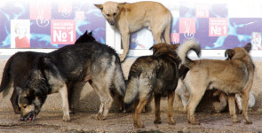들개가 된 유기견들, 야생성 되찾을까