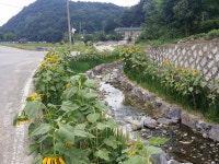 태극기와 해바라기 반기는 밀양 봉대마을의 7월