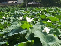 하동 사기마을 연꽃단지 장관