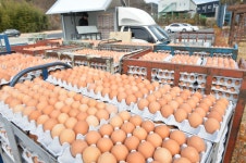 [현지 르포] ‘살충제 계란 파문’에 양산 산란계 농장 ‘망연자실’