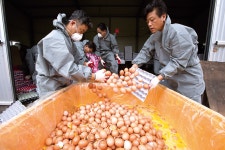 “살충제 달걀 파동” 전국 확산 비상