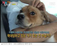 TV 동물농장 학대받는 누렁이, 시청자들 충격