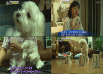 천재견 로또, 이름 값 톡톡…뭐든지 척척 해내