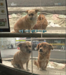 편의점 지키는 강아지, 매일 편의점 찾아오는 이유는?