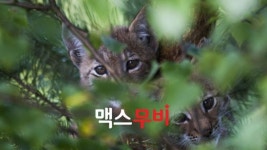 보자마자 리뷰 | <숲의 전설>, 숲의 숨소리가 들리나요?