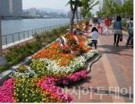 부산 수영강변 봄꽃나들이’ 18만7000 본 선보인다