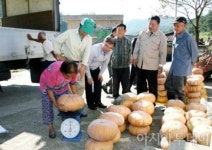 [포토] 호박 팔려가는 날