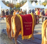 명품 파주한우가 떴다