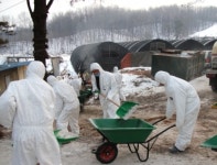 안성시, 구제역 확산 방지를 위해 민.관.군 하나되어