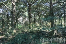 사랑을 이뤄주는 숲...제주 비자림