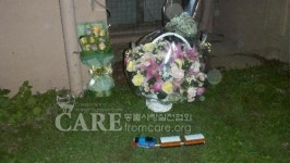 13층에서 밀고…몽둥이로 때리고…고양이 또띠 학대에 네티즌 분노