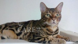 13층에서 밀고…몽둥이로 때리고…고양이 또띠 학대에 네티즌 분노