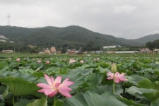 용인시 ‘내동마을’ 고귀한 연꽃