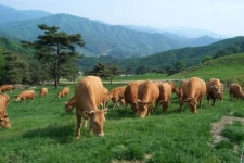 장흥한우주민주식화사 설립...명품 장흥한우 육성