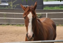 [전남] 위너스승마목장(위너스승마클럽)