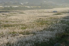 충남 부여 금천변 억새군락, 가을 정취 물씬