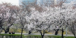 한강여의도 봄꽃축제, 살구꽃 활짝~ 웃음도 활짝~