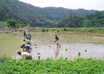 경북 봉화군,석포면, 영농철 농촌일손돕기 나서