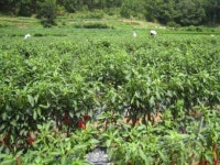 경북 청송군,파천면사무소직원 농가 일손돕기