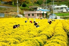 경북 안동시,2012 안동서후봉정사국화대향연 개최