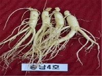 “사포닌 함량 1.7배 많은 인삼 개발”