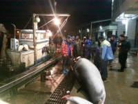 경북 영덕군,축산항 남동방 5마일 해상에서 밍크고래 잡혀