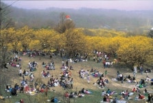 성공적으로 끝난‘제14회 이천백사산수유꽃축제’