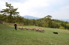 [여행]남해 양모리학교를 아시나요...마태용씨 꿈의 목장
