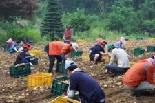 아산시 자원순환과, 자매결연 영인면 감자 수확 도와