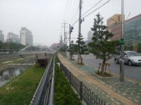 안성시, 중앙로 소나무 가로수길 조성