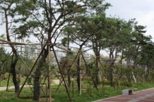 경주시. 황성공원 입구 도시숲 조성