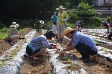 용인시 수지구 죽전1동 사랑의 배추심기 구슬땀