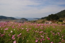 깊어가는 가을 청산도로 떠나는 감성여행 어때요?