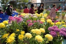 [포토] 영도구 동삼2주공 국화전시회