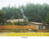죽림산방 친구가 기른 걸작 국화