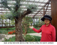 300년 된 올리브나무가 연천에서 자라고 있다