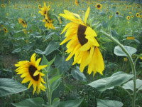 이국의 정취를 자아내는 해바라기 밭