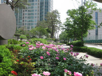 함박웃음을 떠올리게 하는 탐스런 함박꽃