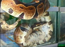 7.6m 메두사 공개, 45kg 동물도 쉽게 잡아먹어… “괴물이 따로없네”