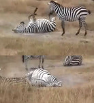 이래 봬도 목욕 중, 얼룩말은 흙이 물 대신?